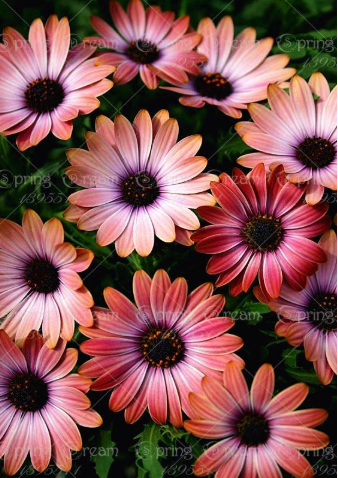 African Rare Blue Eyed Daisy Flower Osteospermum Seed Potted Flowering Plant