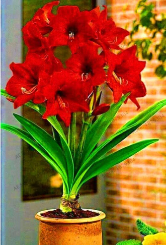 Double Petals Amaryllis Bulb