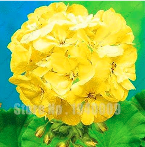 Rare Geranium, Pelargonium, Zonal Geranium Perennial Flower Seeds (Color: 7)