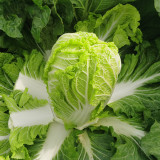 Beijing New No.3 Cabbage Seeds