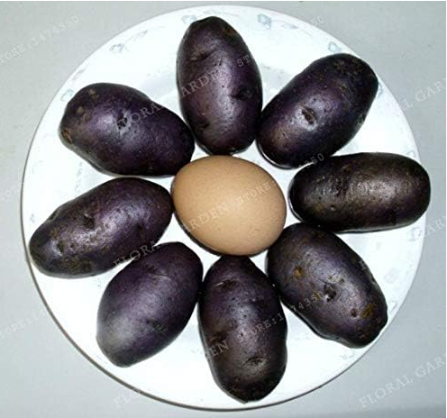 Purple Sweet Potato Seed Seed Rare Exotic Celicious Mini Sweet Fruit Vegetable