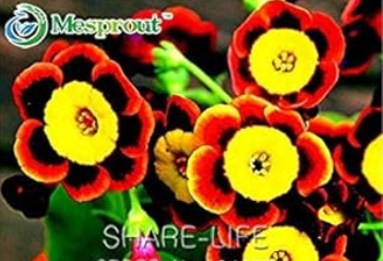 Rare Phantom Tricolor Petunia Flower Seeds