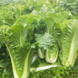 Tianjin Green Napa Cabbage Seeds