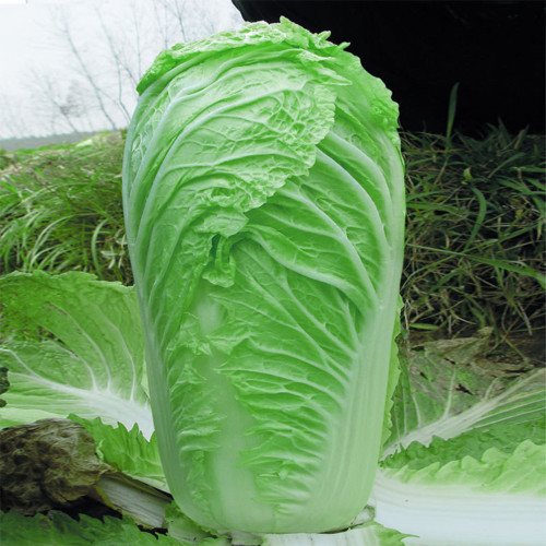 Gaokang 78 Chinese Cabbage Seeds