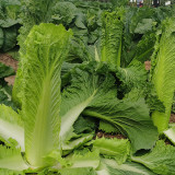 Taiyuan Erqing Chinese cabbage Seeds