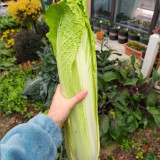 Taiyuan Erqing Chinese cabbage Seeds