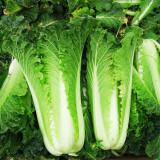 Tianjin Qingmaye Chinese Cabbage Seeds
