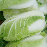 Gaokang 78 Chinese Cabbage Seeds