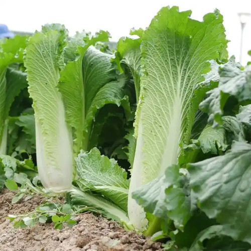 Tianjin Qingmaye Chinese Cabbage Seeds