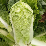 Gaokang 78 Chinese Cabbage Seeds