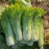 Tianjin Green Napa Cabbage Seeds