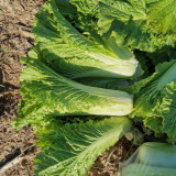 Tianjin Green Napa Cabbage Seeds