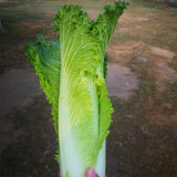 Tianjin Qingmaye Chinese Cabbage Seeds
