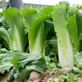 Tianjin Green Napa Cabbage Seeds