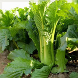 Tianjin Qingmaye Chinese Cabbage Seeds