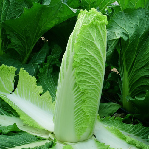Taiyuan Erqing Chinese cabbage Seeds
