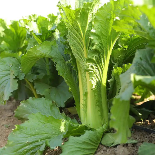 Tianjin Green Napa Cabbage Seeds