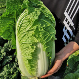 Shiny Green No.3 Chinese Cabbage Seeds
