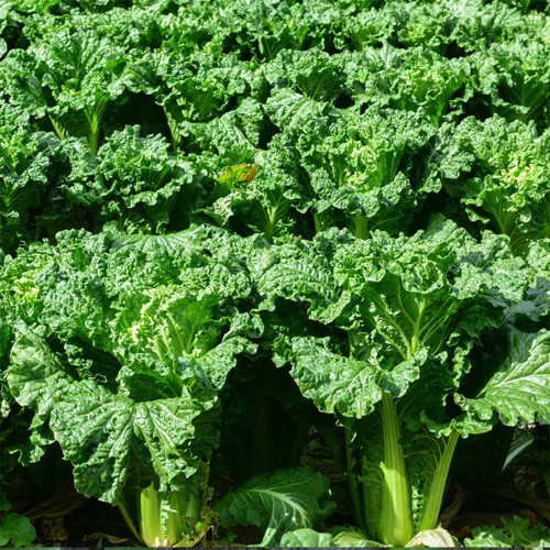 Super Green Pioneer Chinese Cabbage Seeds