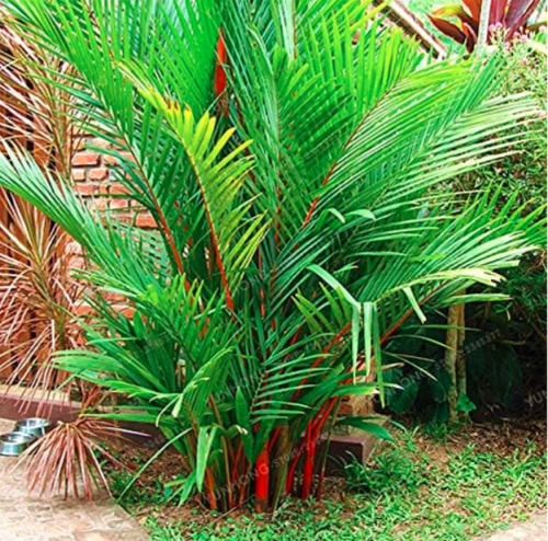 Lipstick Palm Cyrtostachys Renda Tree Seed Red Sealing Wax Palm