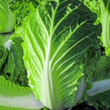 Super Green Pioneer Chinese Cabbage Seeds