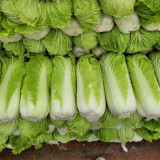 Shiny Green No.3 Chinese Cabbage Seeds