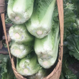 Super Green Pioneer Chinese Cabbage Seeds