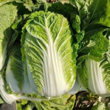 Shiny Green No.3 Chinese Cabbage Seeds