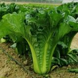 Super Green Pioneer Chinese Cabbage Seeds