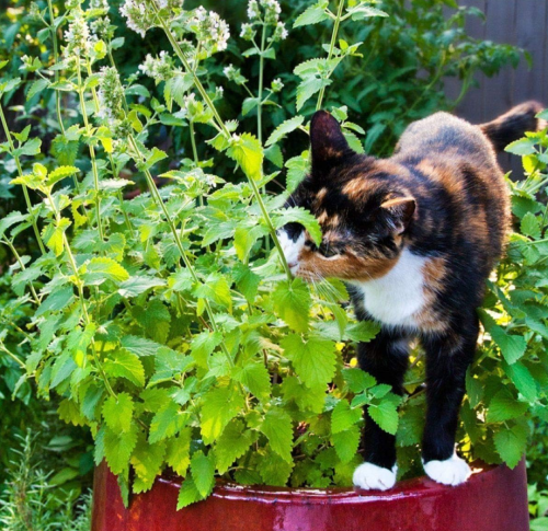 Nepeta Cataria 200 Semi Testati - Erba Gatta Catnip Catmint Viable Seeds