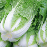 Shiny Green No.3 Chinese Cabbage Seeds