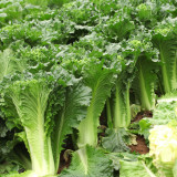 Super Green Pioneer Chinese Cabbage Seeds