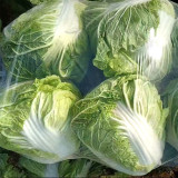 Delicious Compact-head Chinese Cabbage Seeds
