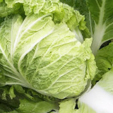 Delicious Compact-head Chinese Cabbage Seeds