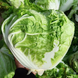 Delicious Compact-head Chinese Cabbage Seeds
