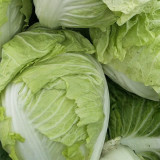 Delicious Compact-head Chinese Cabbage Seeds