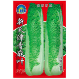 Tianjin Qingmaye Chinese Cabbage Seeds