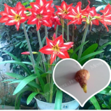 Hippeastrum Rutilum Amaryllis Bulbs