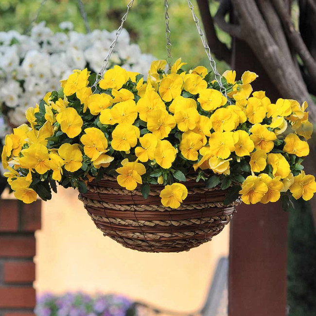 Bingo Series Yellow Pansy F1 Seeds | Early-Maturing, Cold-Tolerant, and Heat-Resistant Blooms
