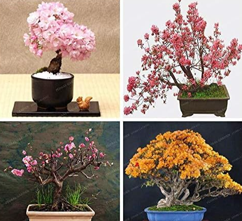 Cherry Blossoms Seed Easy Grow for Home and Garden in Seed Japanese Cherry Blossoms