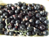Black currant Seeds