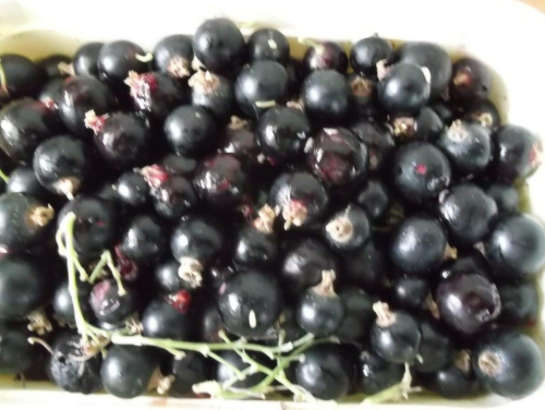 Black currant Seeds