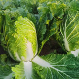 Improved Qingza No.3 Chinese Cabbage Seeds