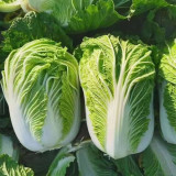 Improved Qingza No.3 Chinese Cabbage Seeds