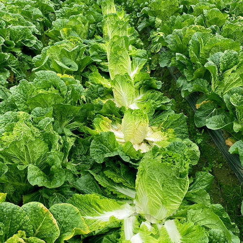 Maye Hot Pot Chinese Cabbage Seeds: Early Maturity, Sweet and Crisp Taste