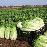 Improved Qingza No.3 Chinese Cabbage Seeds