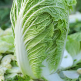 Maye Hot Pot Chinese Cabbage Seeds: Early Maturity, Sweet and Crisp Taste