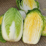 Golden Phoenix Chinese Cabbage Seeds, Yellow Heart