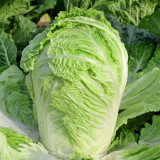 Improved Qingza No.3 Chinese Cabbage Seeds