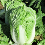 Improved Qingza No.3 Chinese Cabbage Seeds